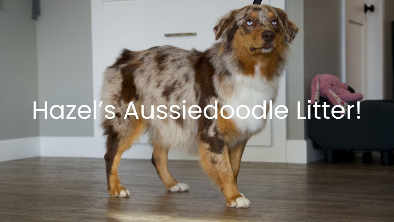 Hazel's Aussiedoodle Litter Update!