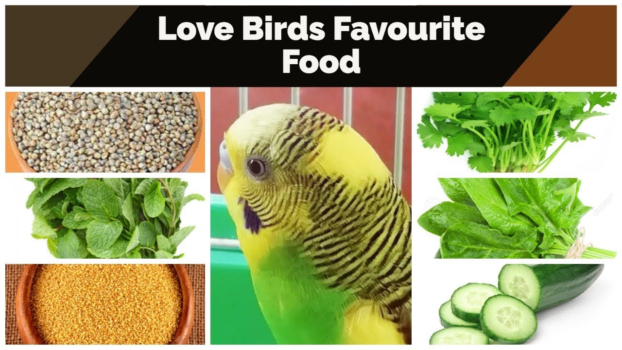 Love Birds (Budgies/Budgerigars) Favourite Food || LoveBirds Favourite Food List (Part - 1)