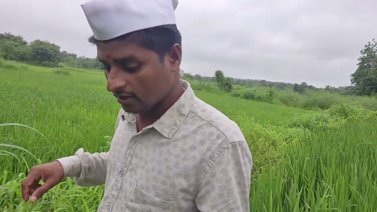 आज सकाळीच शॅतात जावून सागाच्या ठॅका-या ठोकल्या#gavathivlog #gavchi #agriculture #शेती #शेतकरी 