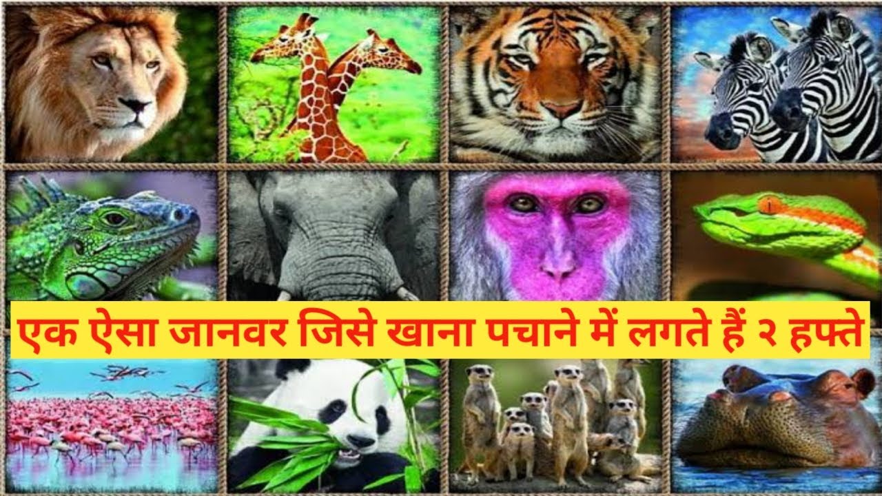 Facts about Animals in Hindi | InfoLedge