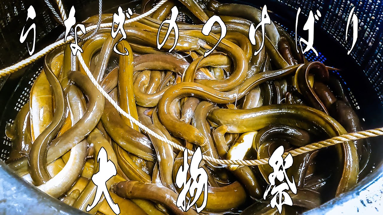 【絶好調！】天然うなぎをつけばりで捕獲！