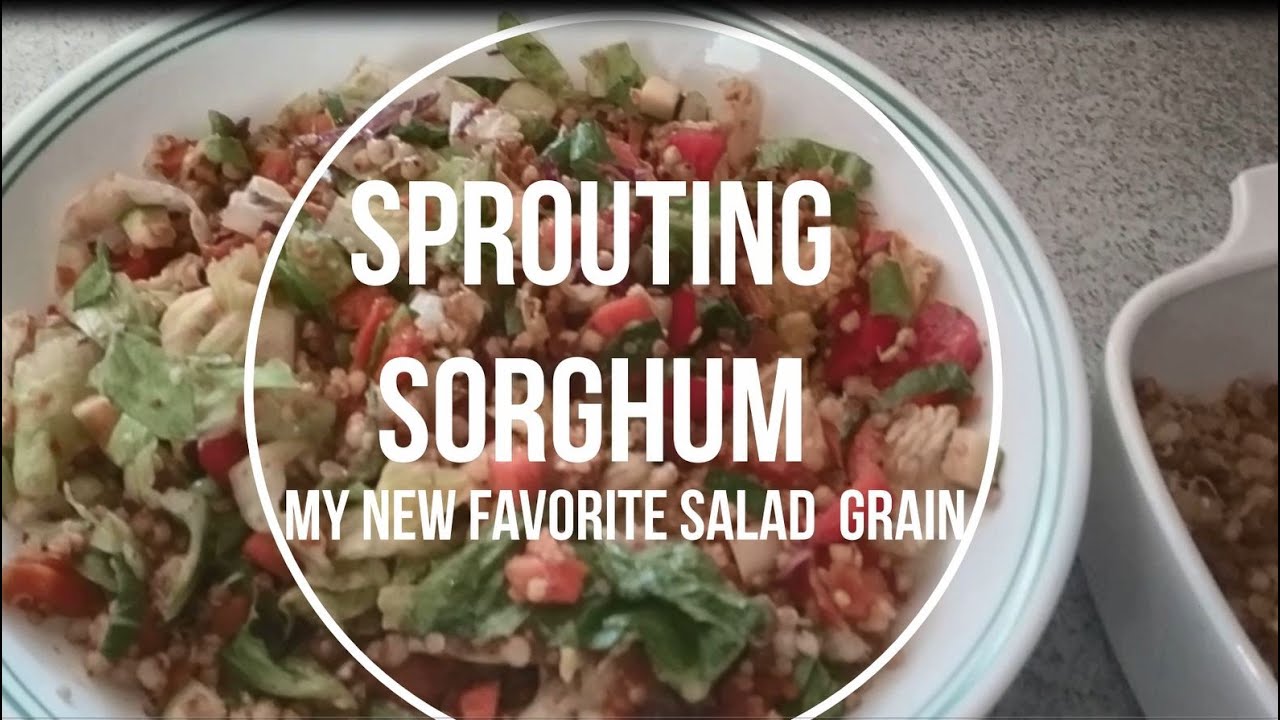 Sprouting Sorghum Grain