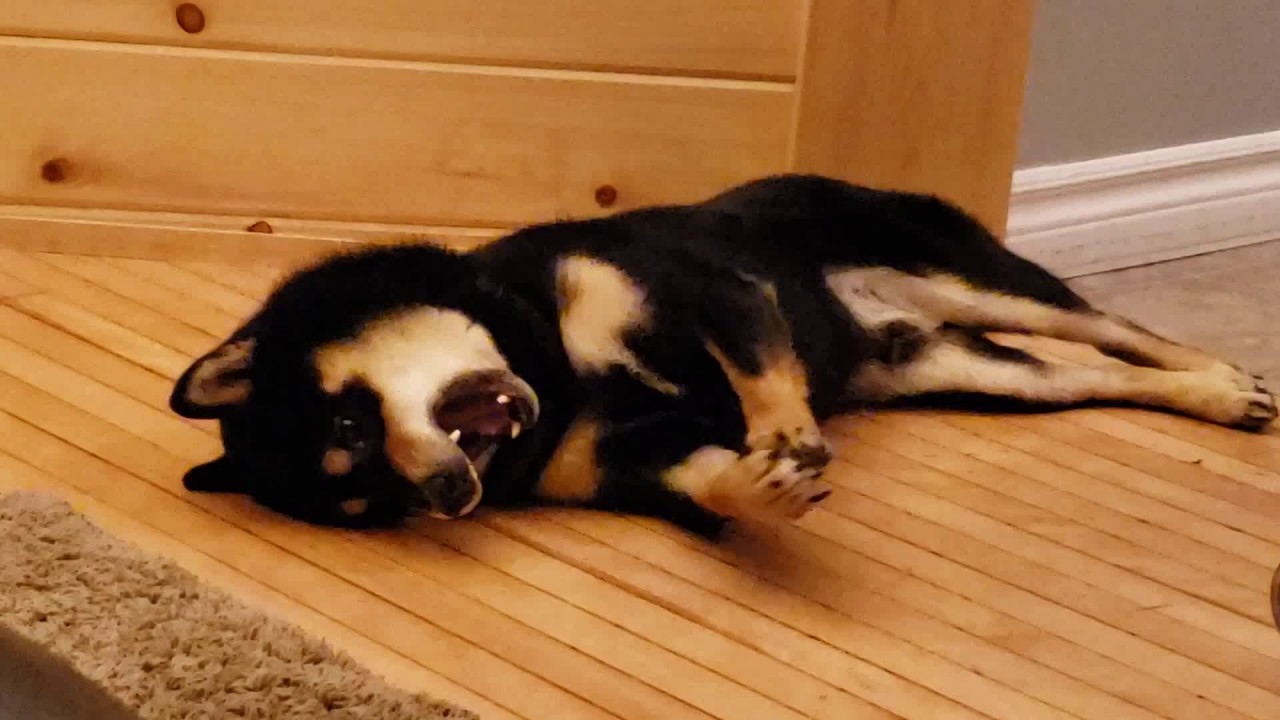 I'm so happy shiba!
