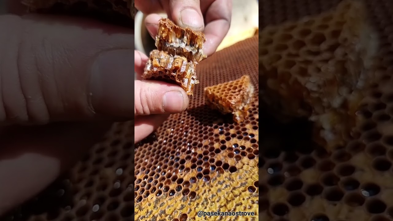 Перга пчелиная🐝полезные свойства