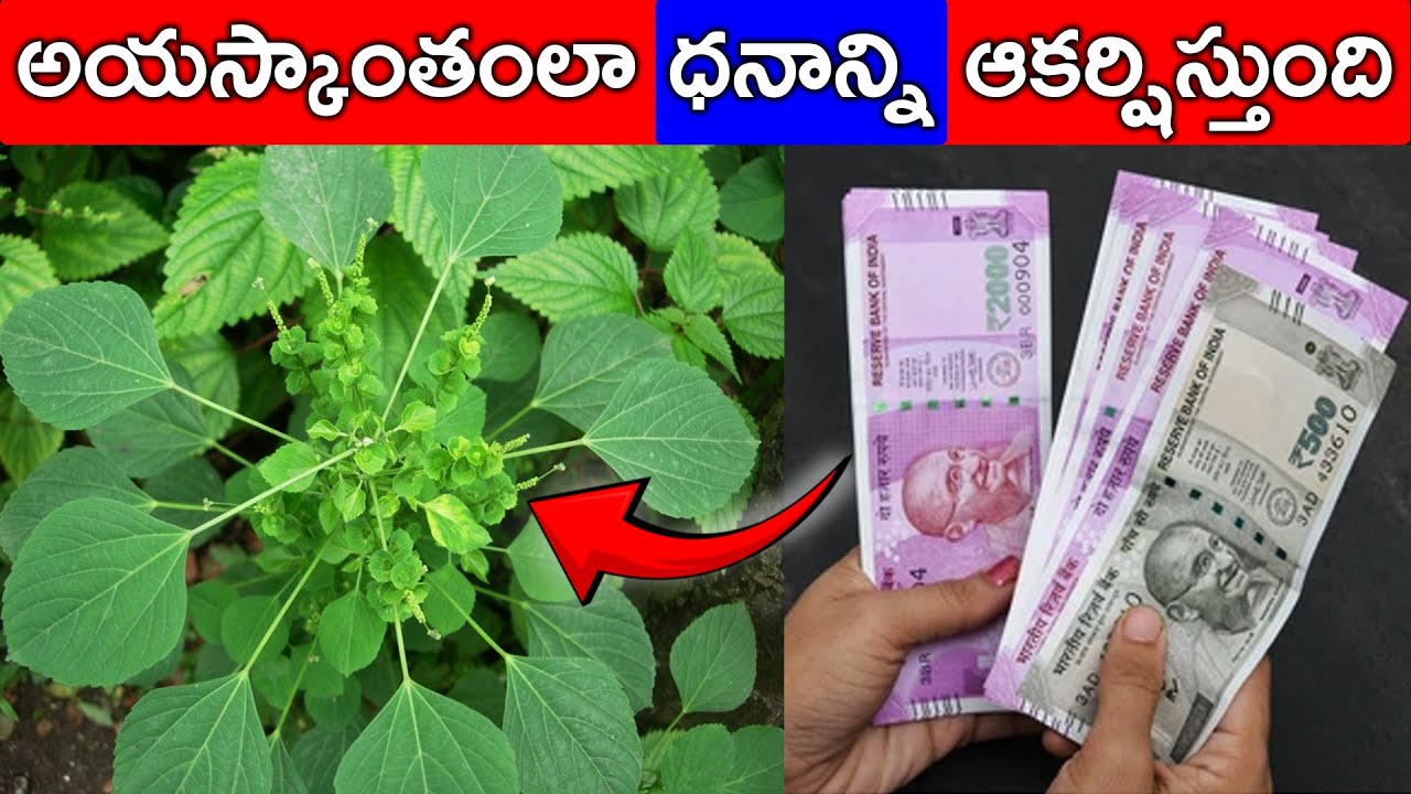 అయస్కాంతంలా ధనాన్ని ఆకర్షిస్తుంది#telugunewschannel #lakshmidevi