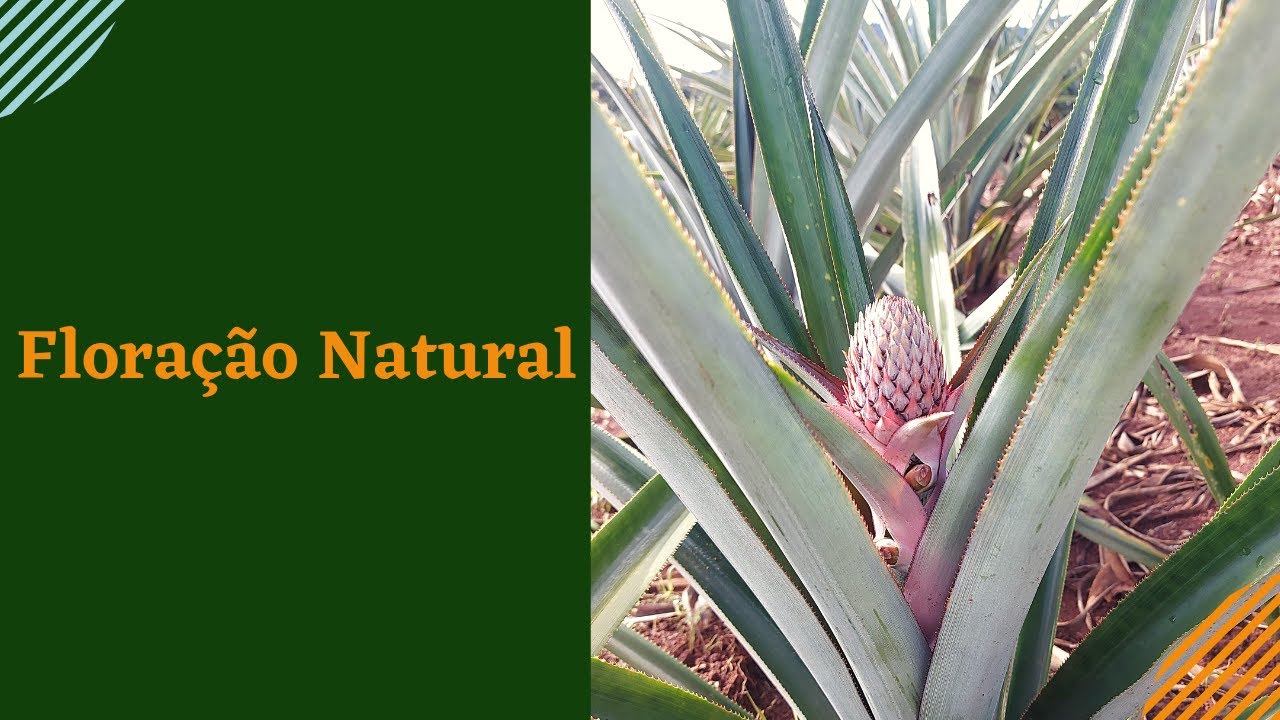 O segredo para acabar com a Floração Natural do Abacaxi (aborto)