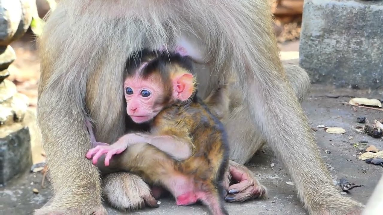 Heartwarming Scene of a Mother Monkey Looking After Her Baby