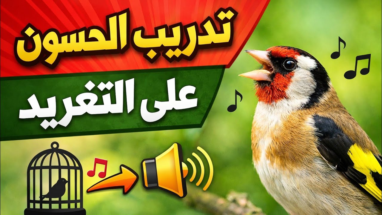 🚀 بتبتة الحسون الأقوى على الإطلاق | صوت يشعل تغريد الحسون فورًا
