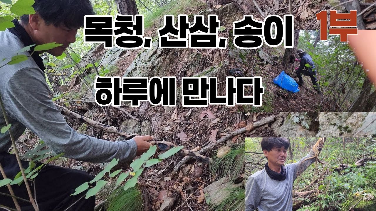 하루에 목청, 산삼, 송이를 하루에 만나고 왔습니다.