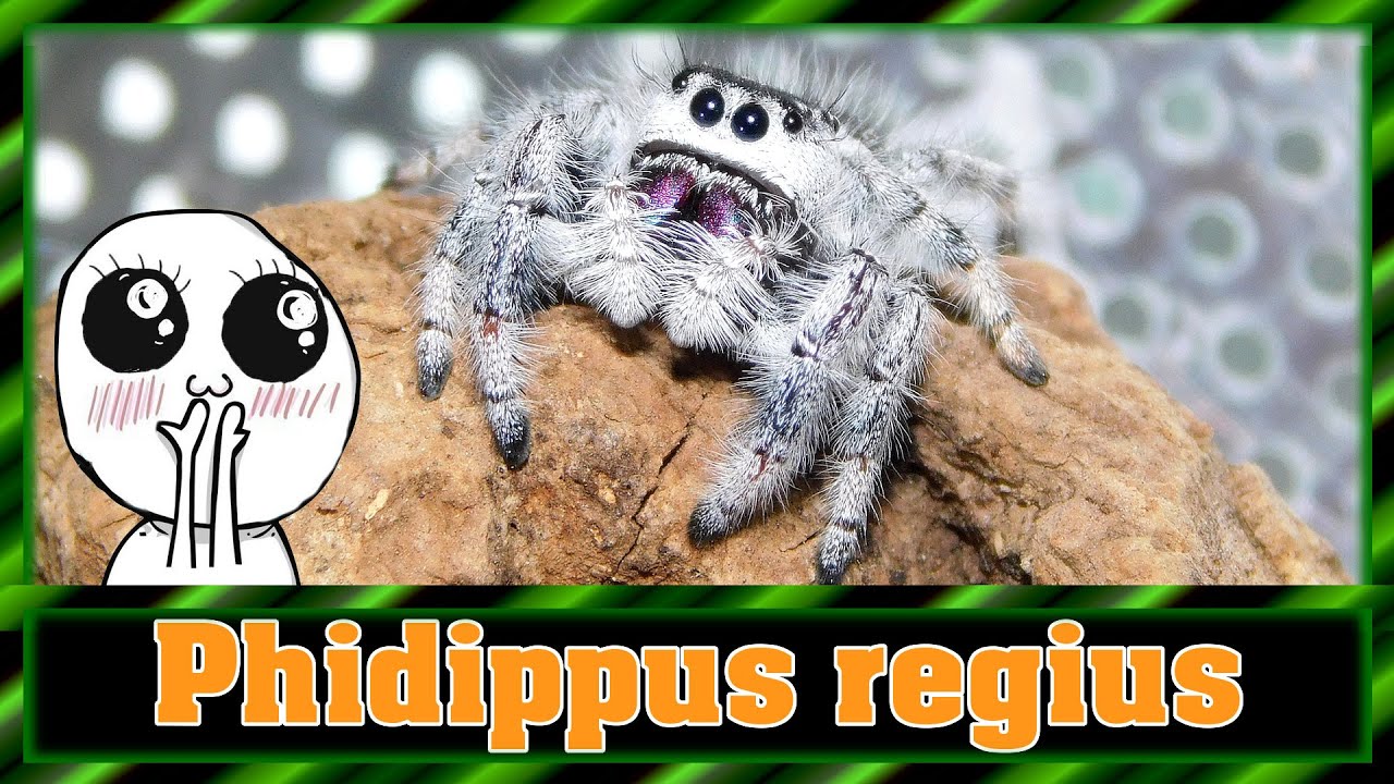 Phidippus regius 