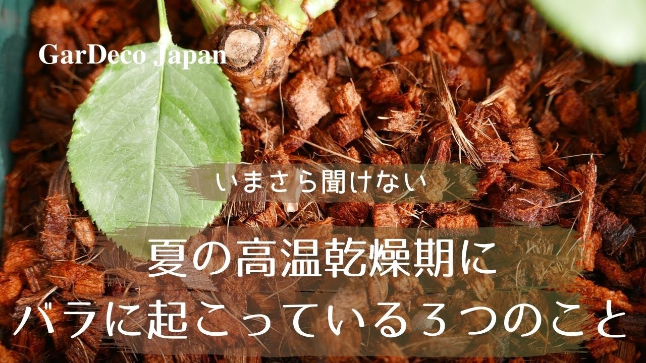 【いまさら聞けない】夏の高温乾燥期にバラに起こっている３つのこと【暑さ対策】