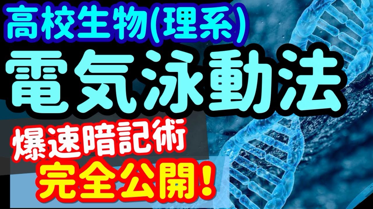 【高校生物 89】【電気泳動法】を宇宙一わかりやすく