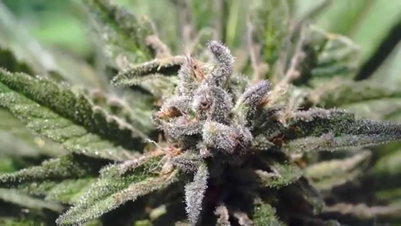 RIVERROCK GREENHOUSE NUG PORN #2