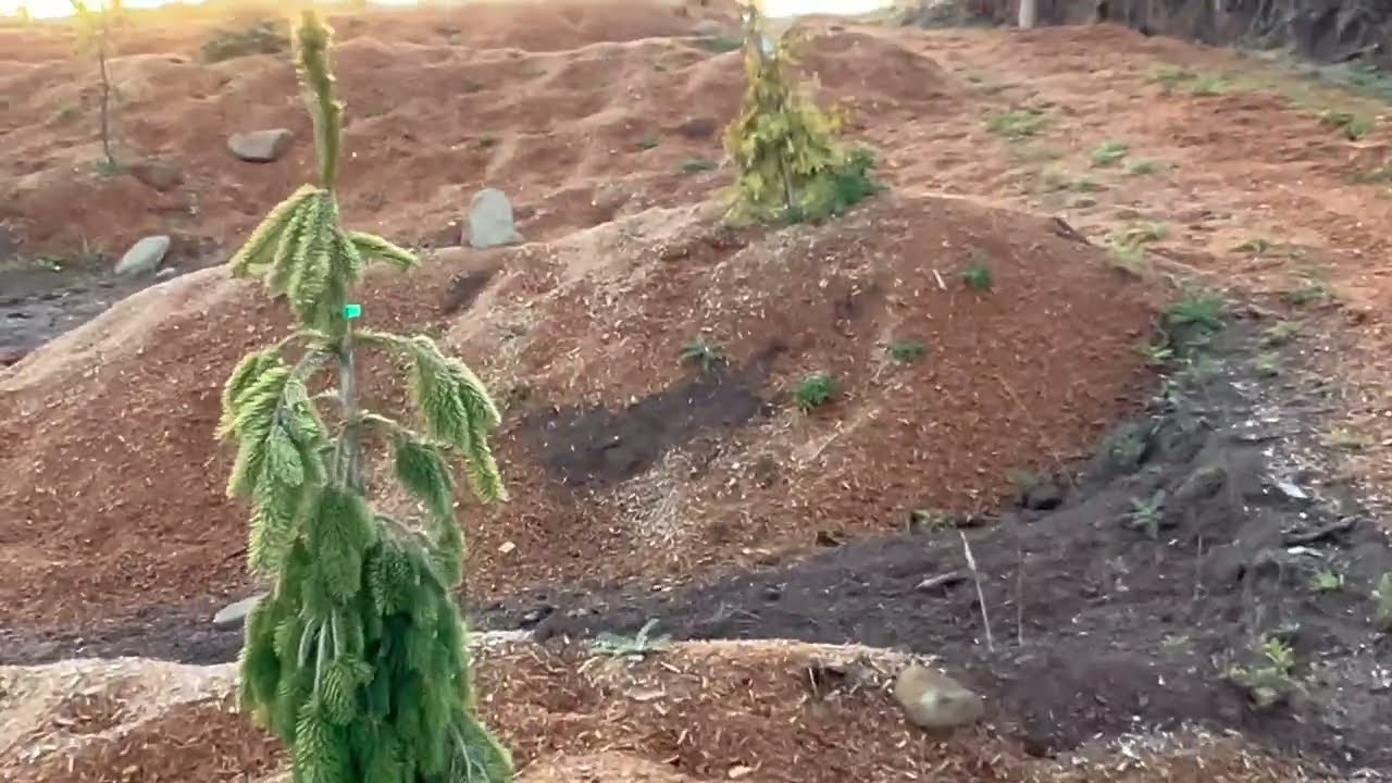 Hogi Gardens #002 Sunset Tour | Supporting Our Channel Funds These Garden Projects #botanicalgarden