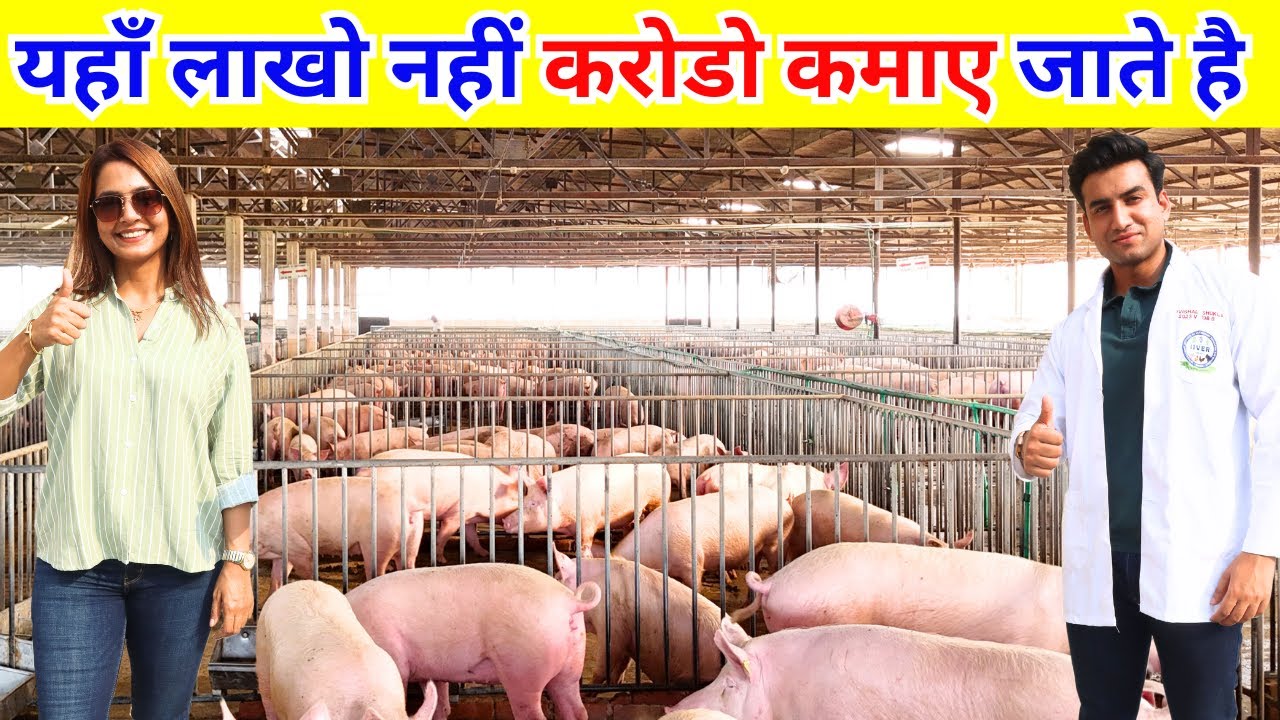 पिग फार्म से कैसे कमाए करोडो II Pig Farming  II Pig II Pig Farming In India