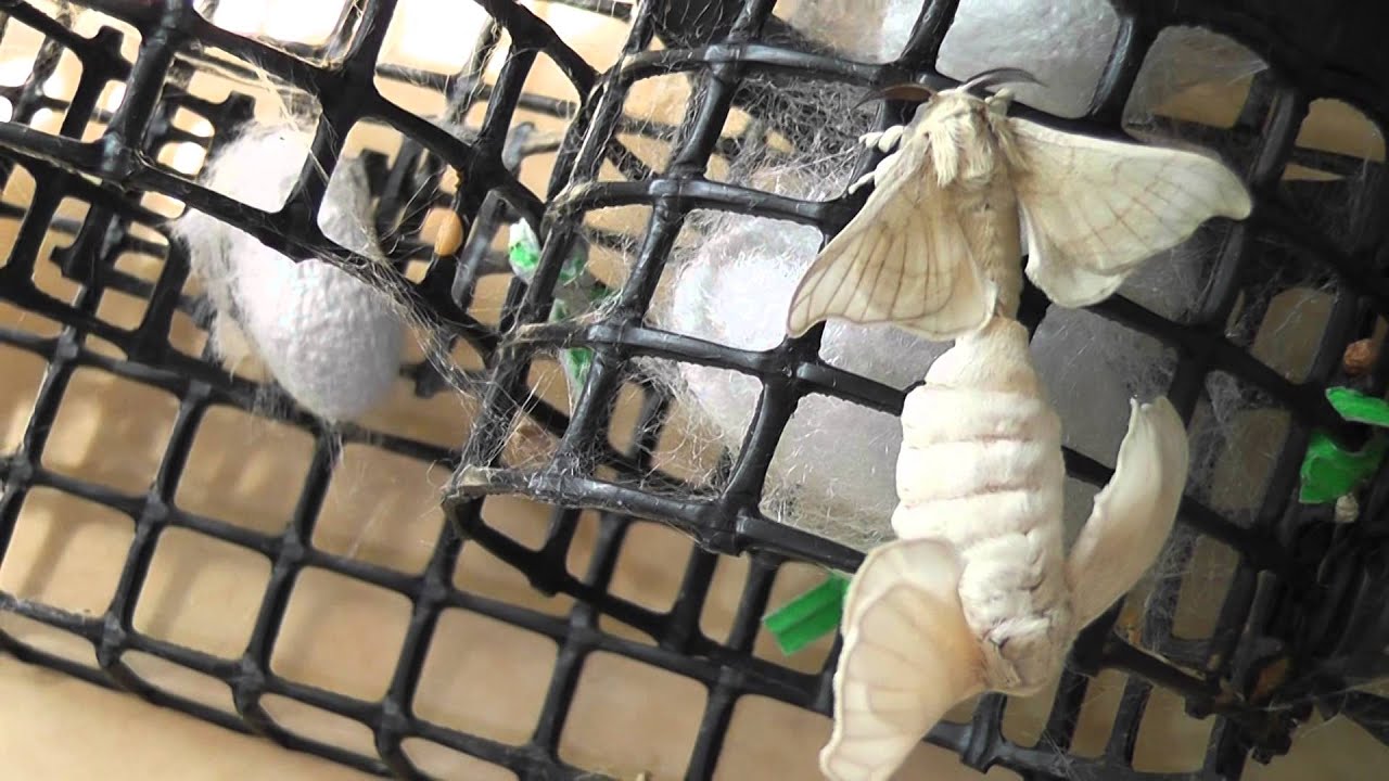 SilkwormShop.com - Silkworm Moths Mating after emerging from cocoon