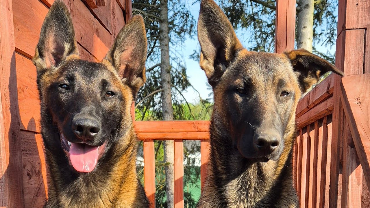  Malinois Sisters - Living on the Edge