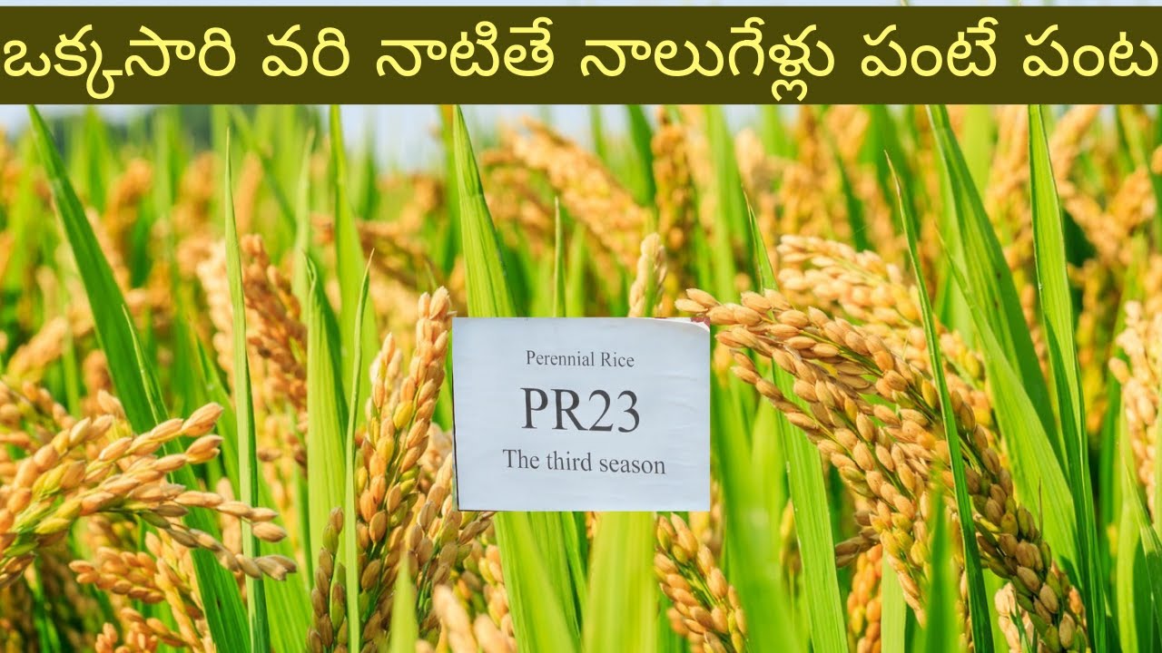 ఒకసారి వరి నాటితే ఎనిమిది సార్లు కోత..ఎక్కడో తెలుసా| PR23 rice variety developed by China