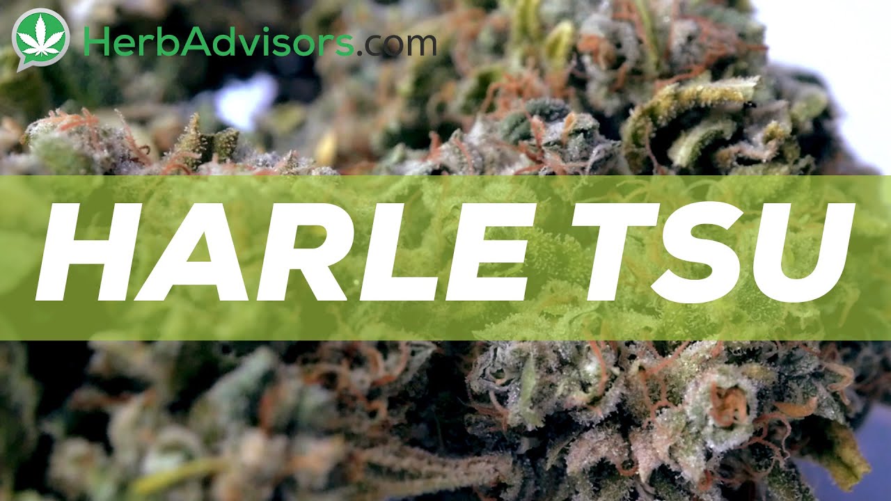 Harle Tsu Strain Review at HerbAdvisors.com