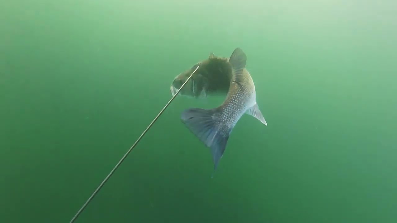 Spearfishing South Wales