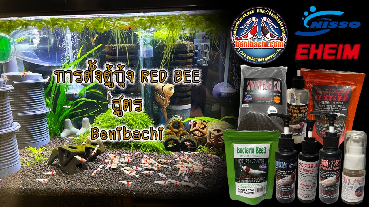 EP.29 การตั้งตู้กุ้ง RED BEE สูตร Benibachi (ตู้อายุยาว)