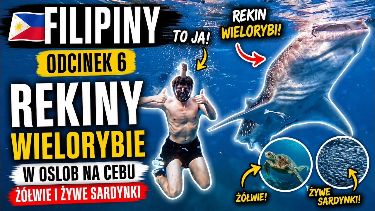 [Filipiny] Odcinek 6. Rekiny wielorybie w Oslob na Cebu, ż&oacute;łwie i żywe sardynki.