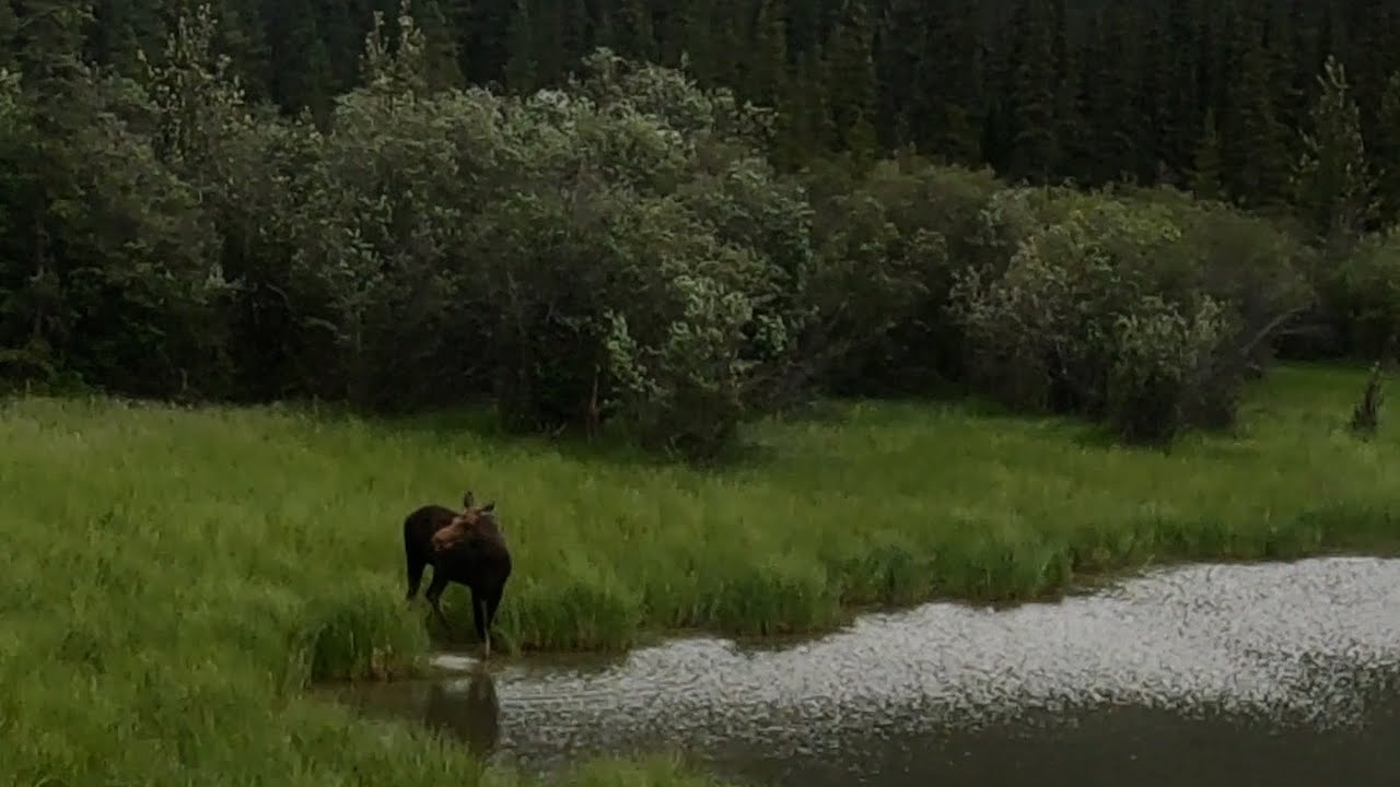 Alaska Adventure - Ep 1: Driving to Alaska Trough the The Canadian Wilderness