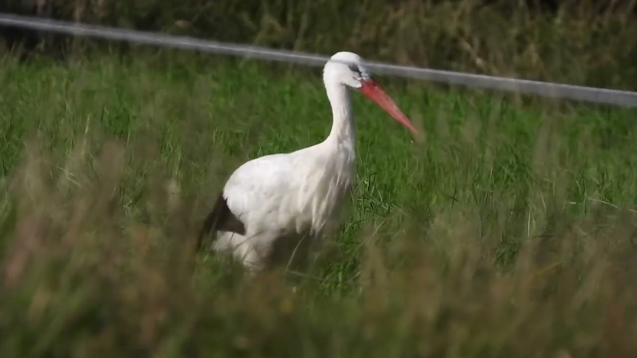White storks in Denmark Jejsing 29 august 2025