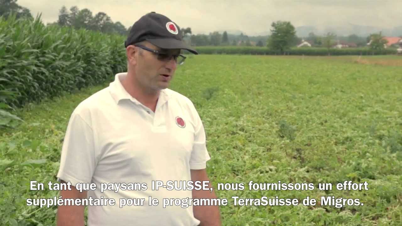 Migros Interview: Production de pommes de terre TerraSuisse