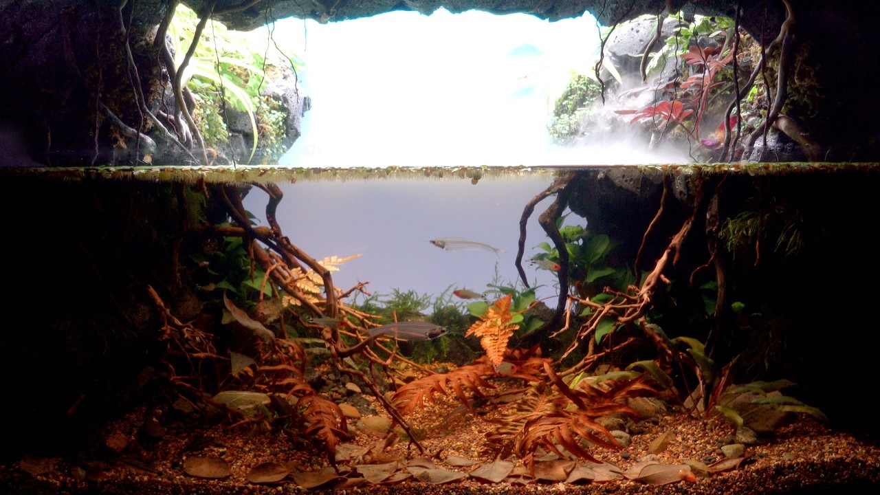 Japanese Riverbank Inspired Biotope Aquarium with Cave for My Studio