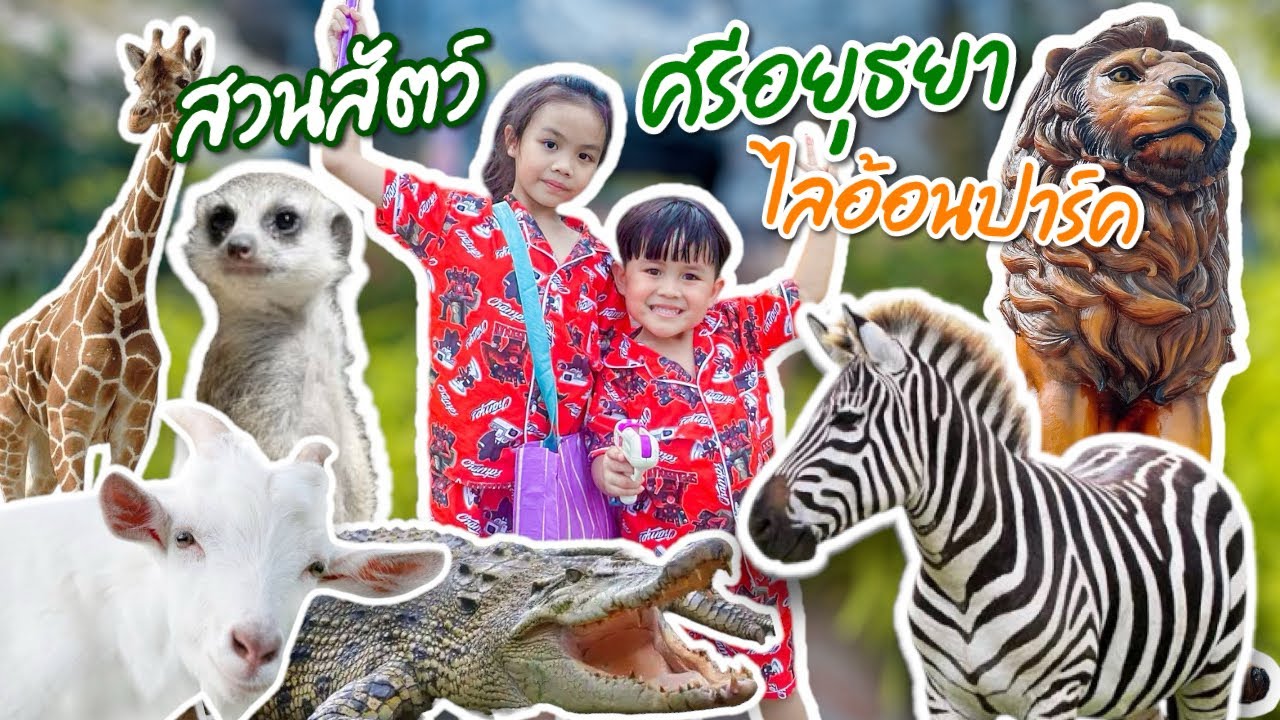 ให้อาหารจระเข้ ที่สวนสัตว์ ศรีอยุธยาไลอ้อนปาร์ค Sriayuthaya Lion Park | เพิร์ลไพร์ม