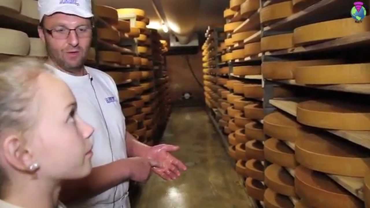 Le lait, de la vache au fromage
