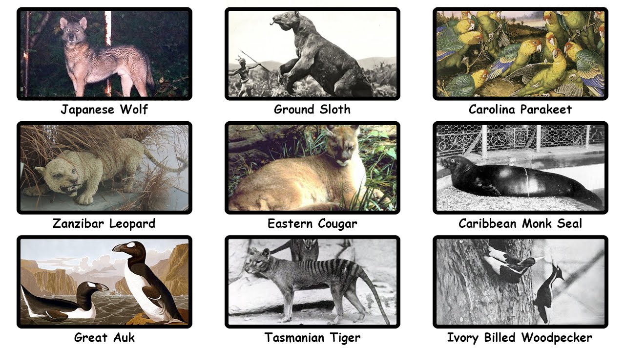 Every Extinct Animal That Might Still Be Alive
