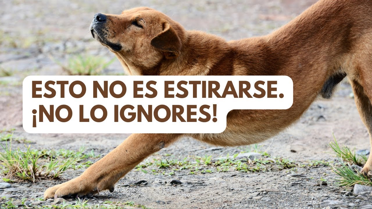 Si tu perro se estira cuando te ve… ¡ESO es lo que realmente significa!