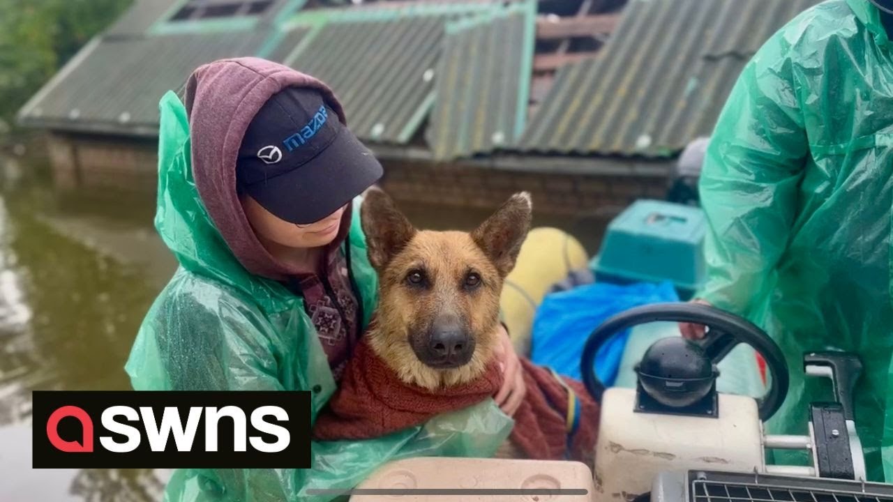 Volunteers risk lives to rescue animals from Ukraine floods | SWNS