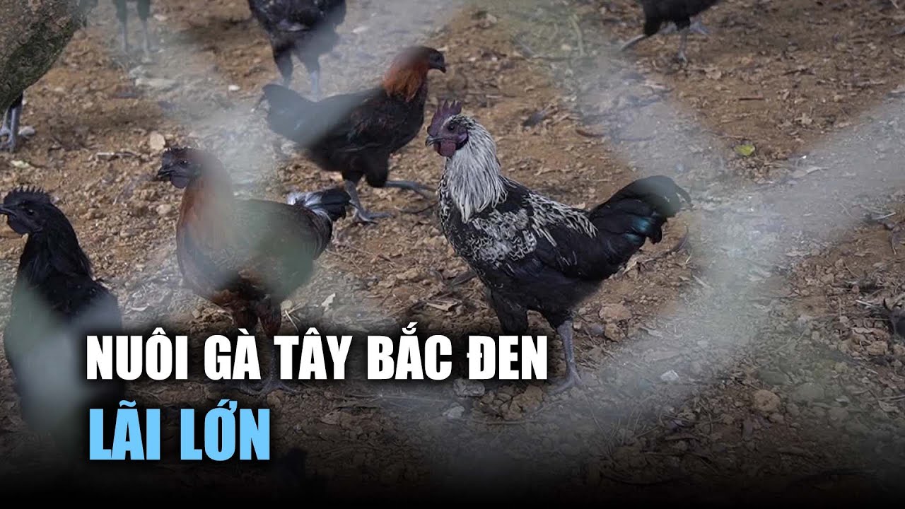 Nuôi giống gà Tây Bắc đen toàn thân 'khó tìm', chàng nông dân 8X lãi lớn