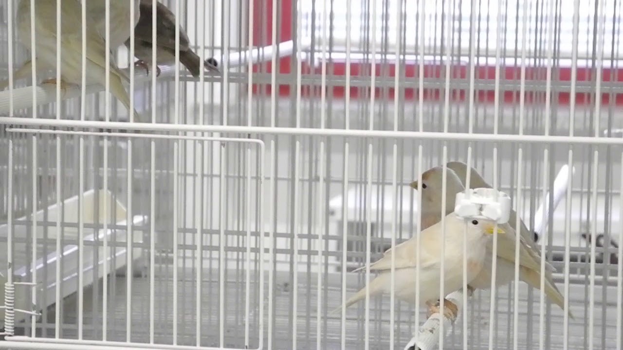Organetti mutati 1 - Redpoll mutations