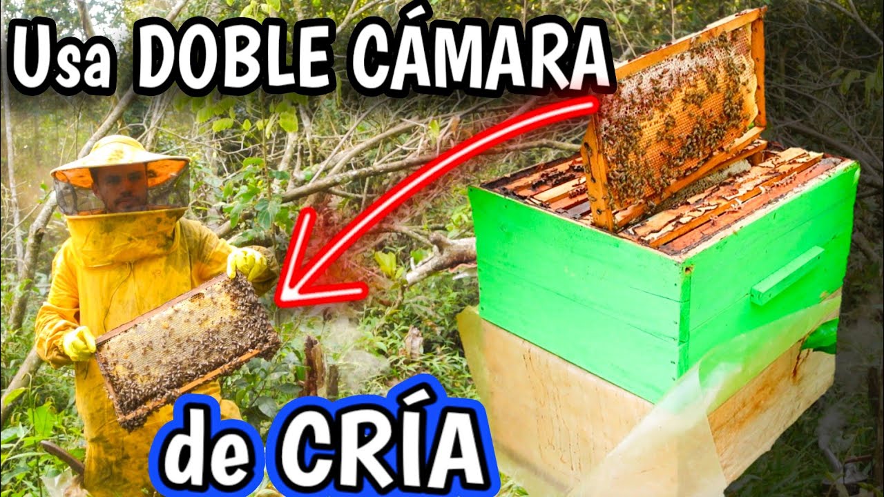 🐝 Cómo Aumentar la Producción de tus Abejas con Doble Cámara de Cría 🍯🔥