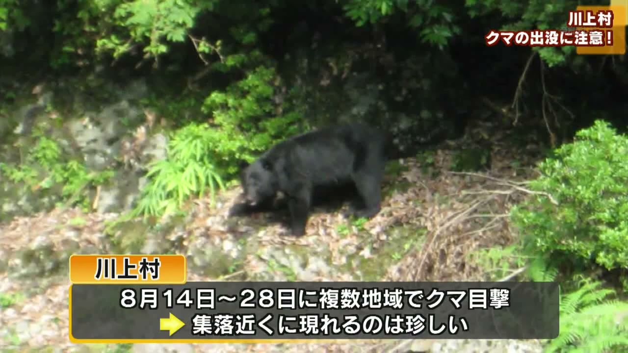 目撃情報多数　集落近くに現れる　川上村　クマの出没に注意！