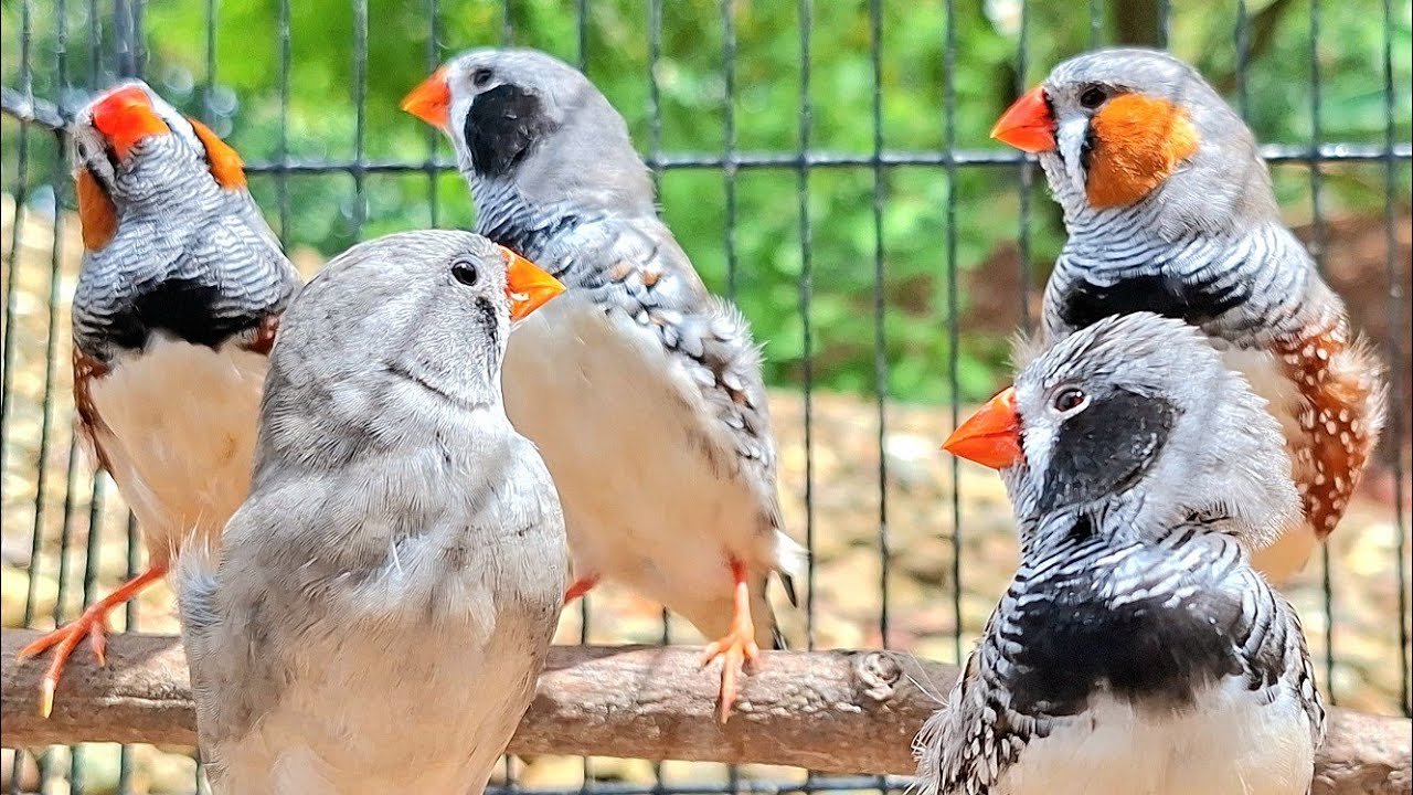 A cute little bird in the forest chirps : zebra finch singing sound.