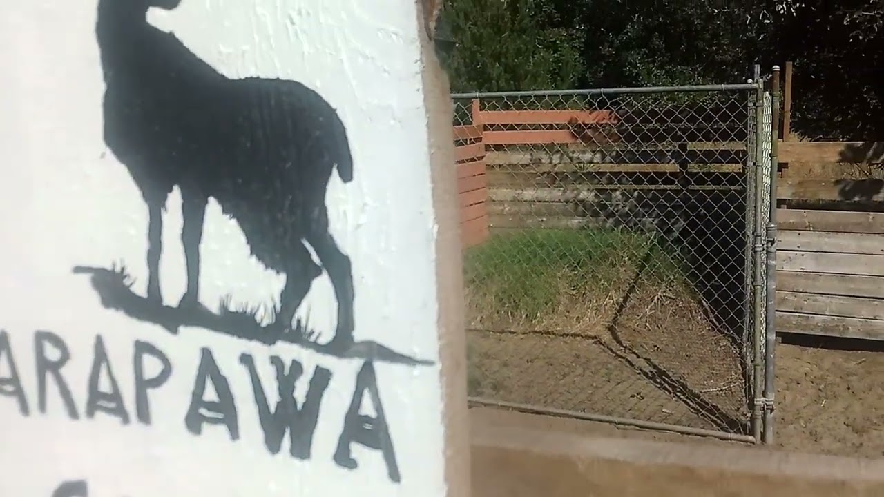 The First Month with Our New Rare  Arapawa Goats 