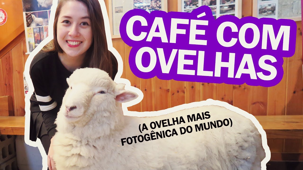 CAFÉ COM OVELHAS NA COREIA DO SUL (é sério)