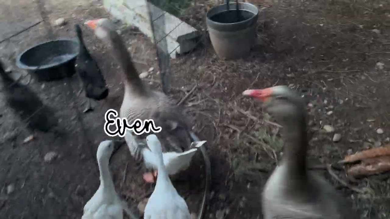 Feeding time for the ducks and geese. Farm #asmr ?