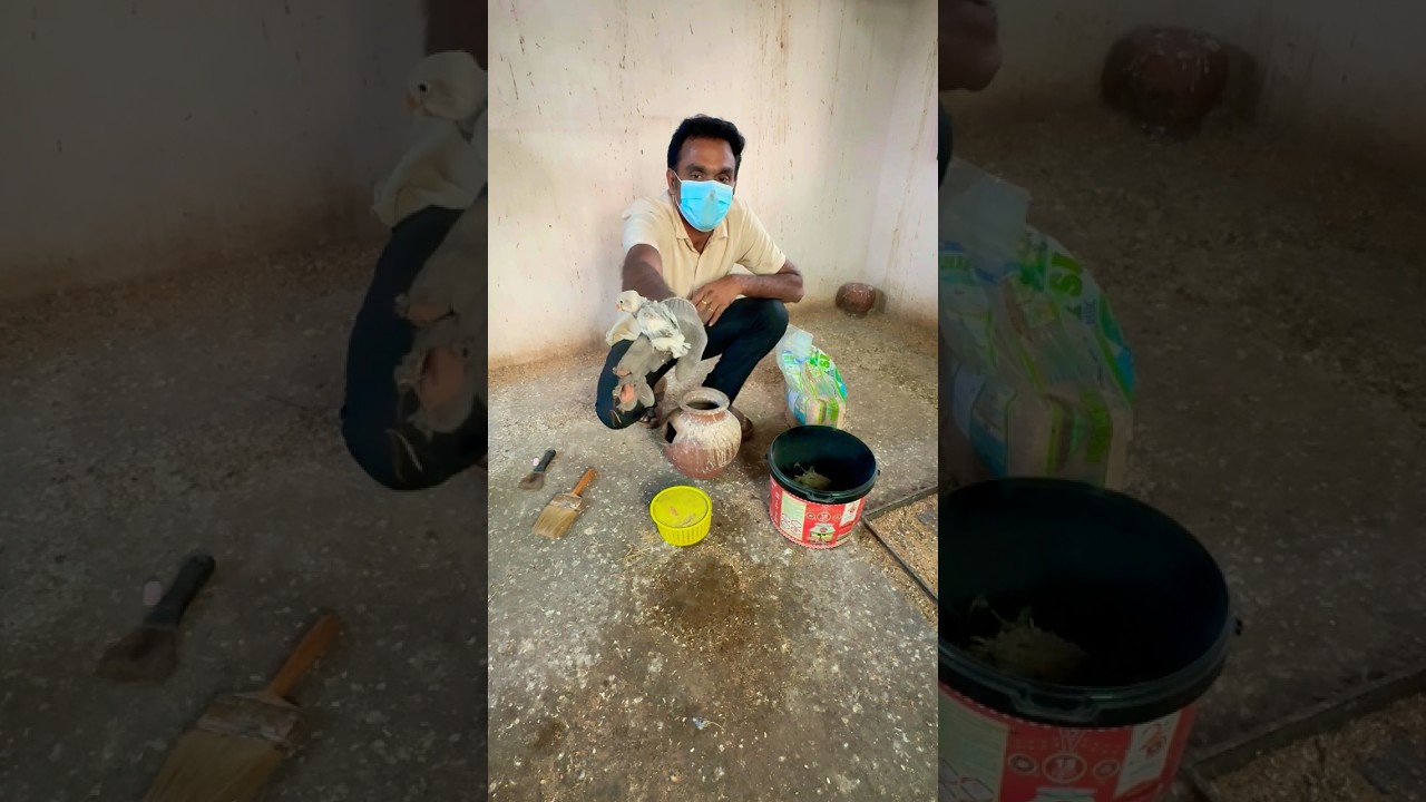 Bird's Winter season Care 🐤🔥