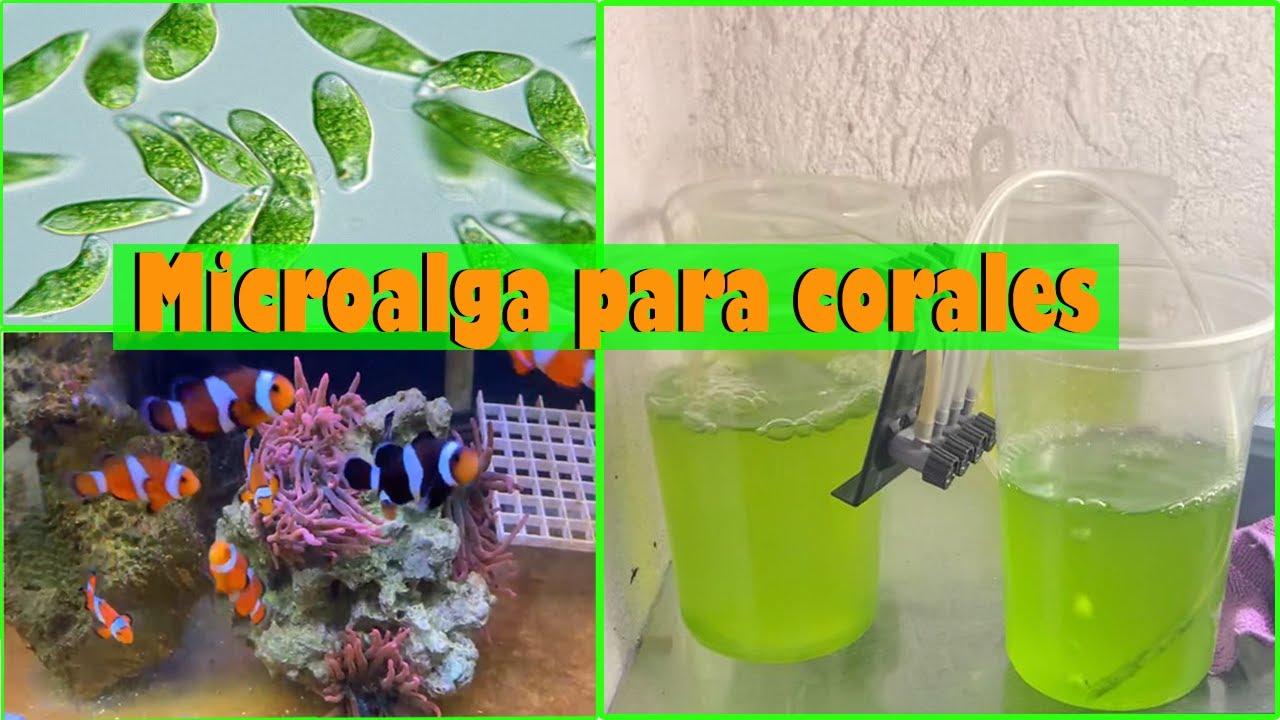 Como cultivar microalga para alimentar corales