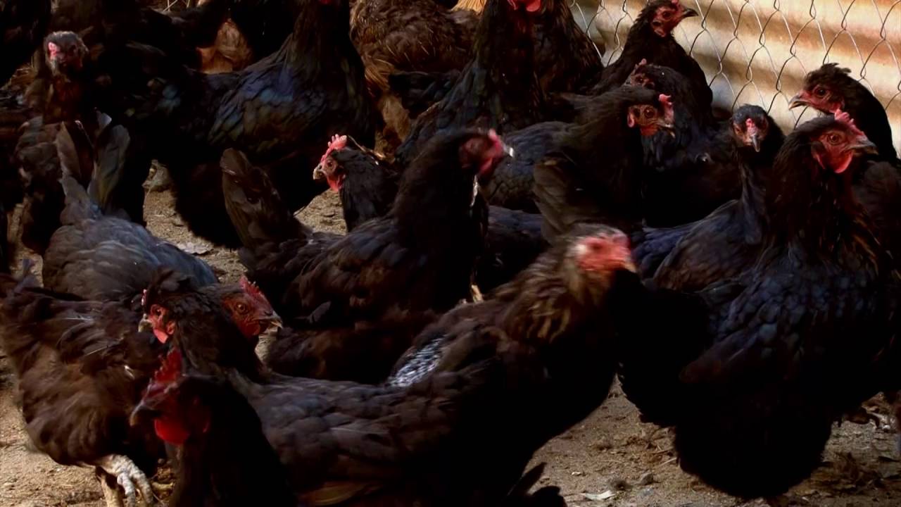 INTA Chubut - Abriendo Tranqueras - Huevos verdes, gallinas ancestrales