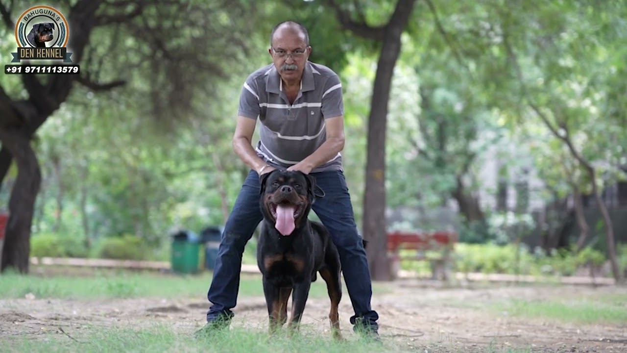 BAHUGUNA'S DEN KENNEL INTRODUCTION VIDEO  #ROTTWEILER #BAHUGUNA'S DEN KENNEL #ROTTWEILER PUPPIES