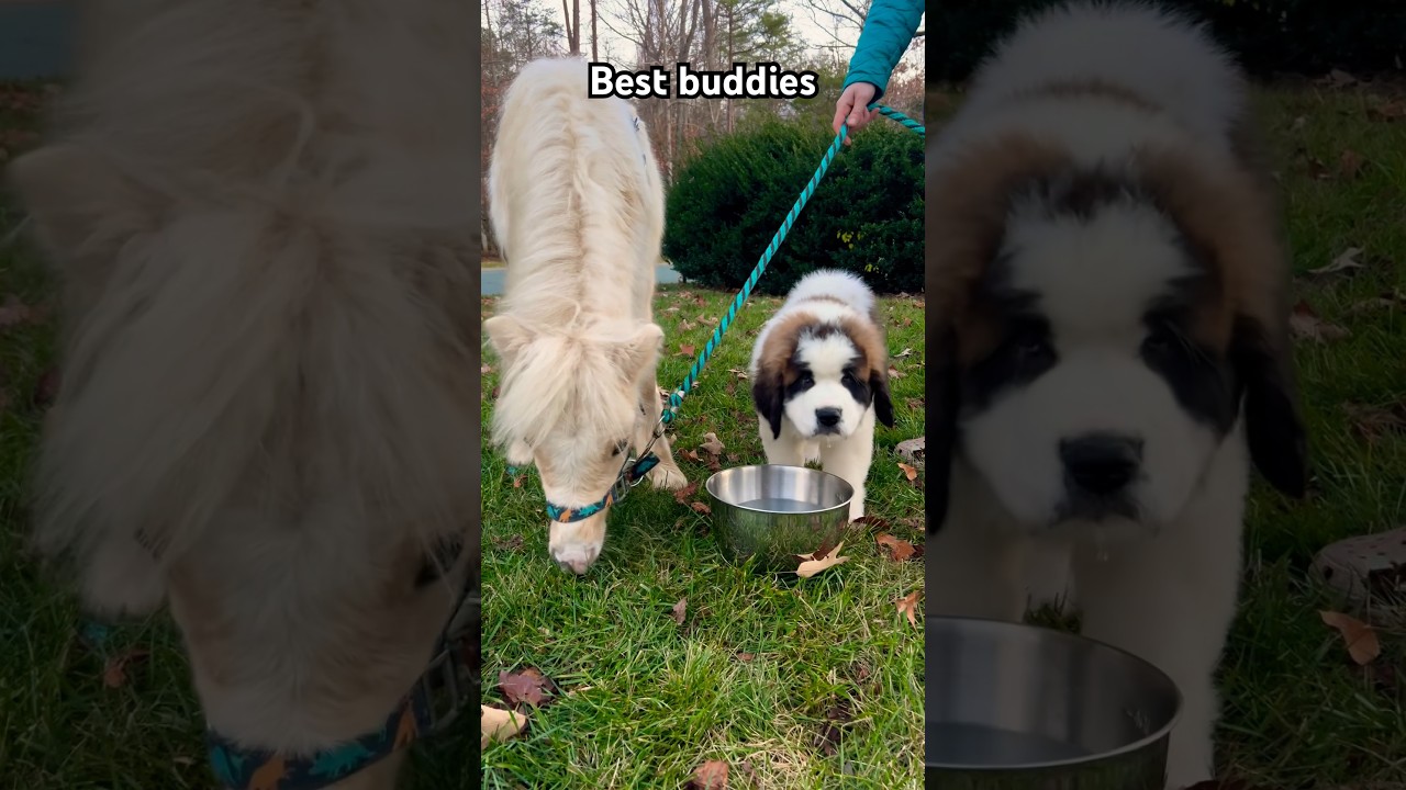 Mini horse and Saint Bernard are best buddies