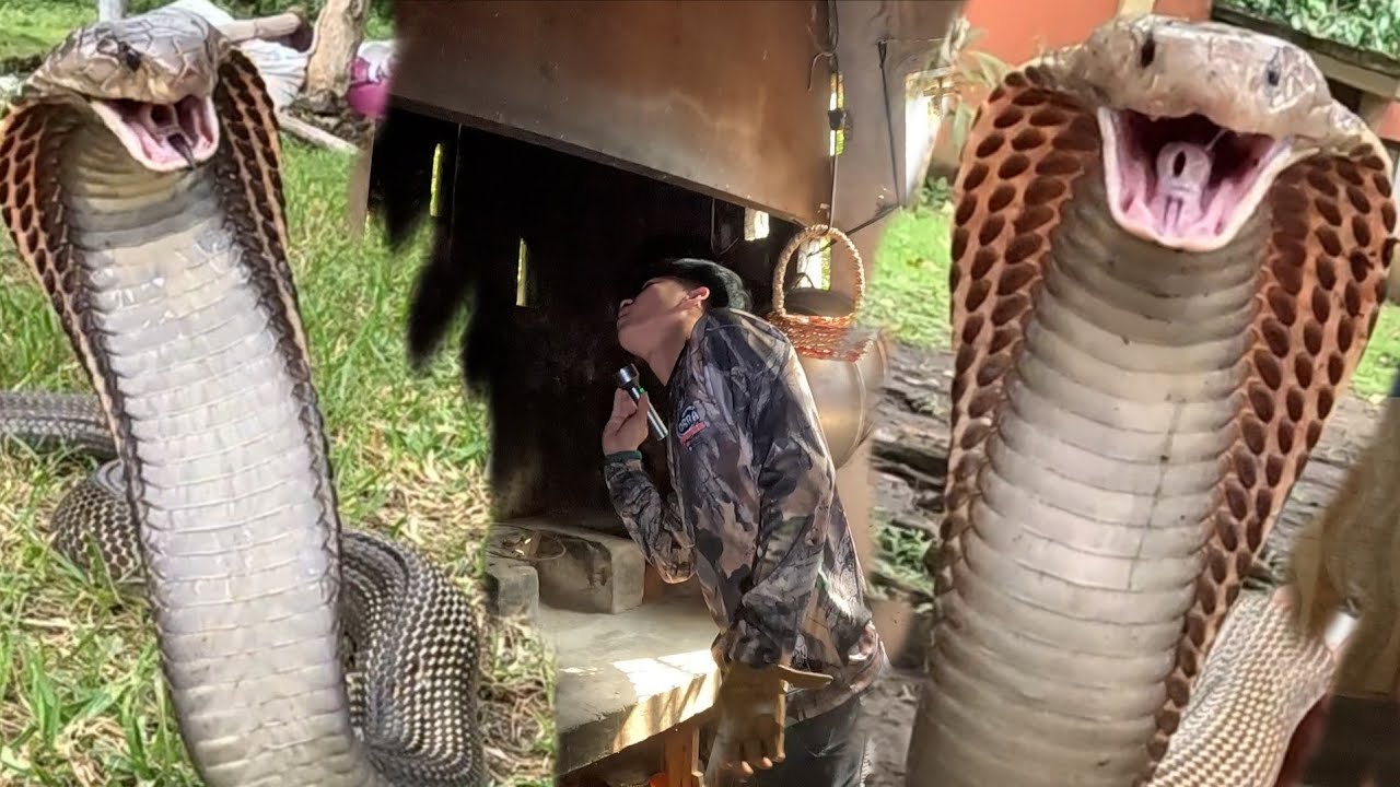 MATATAPANG NA COBRA NASAGUPA NI COBRA PRINCE SA BAWAT SULOK NG FARM