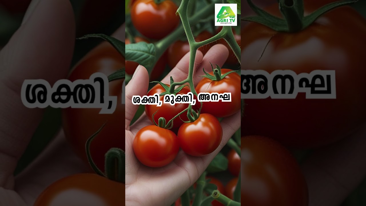 ഇനി തക്കാളി കൃഷിയിൽ നിന്ന് വമ്പൻ വിളവ് കിട്ടും! വാട്ട രോഗമില്ലാതെ തക്കാളി കൃഷി ചെയ്യാനുള്ള ട്രിക്ക്